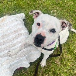 Adopt a dog:Jess/Staffordshire Bull Terrier/Female/6 Years 2 Months,Hello there, I'm Jess! I'm a pretty 6-year-old Staffordshire Bull Terrier lady with a whole lot of love to give. I'm searching for a forever home where I can be the only pet, the queen of the castle, if you will! I've got a moderate energy level, so I promise not to run you ragged, but I do love a good romp in a secure backyard. I'm looking for a calm household where my human is home most of the time. I adore companionship, and I believe the best moments are spent together. My perfect match would be an experienced owner who can help me navigate the world. I'm a quick learner, so I know we can build a brilliant bond. I'm not suitable for homes with other pets, including cats, pocket pets, or birds, and I'd do best in a home with folks aged 12 and up. I promise to be your loyal friend, offering endless tail wags and wet-nosed kisses. I can be a little sensitive with loud noises such as fireworks or storms, so when these events happen it's important that I'm inside somewhere I consider a 