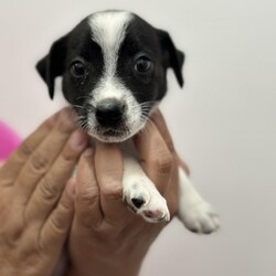 Adopt a dog:Bonnie Blue/Mixed Breed/Female/Baby,Meet Bonnie Blue, the prettiest little pup with a heart full of sweetness! This darling girl is likely to stay under 15 pounds when fully grown, making her the perfect size for endless snuggles and fun adventures. With her adorable tail wag and sparkling personality, Bonnie is ready to fill your life with joy. She's at the perfect age to start learning all the wonderful things you want to teach her, from fun tricks to being the best companion by your side.

Bonnie's gentle nature and affectionate spirit make her a true treasure. She's already had her age-appropriate vaccines and is excited to find her forever home. Whether she's wagging her tail in excitement during playtime or curling up for a cozy nap, Bonnie Blue will melt your heart with every moment. Don't miss out on the chance to welcome this sweet little gem into your life!