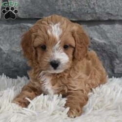 Teddy/Cavapoo									Puppy/Male	/7 Weeks,Hi my name is Teddy. I’m a sweet little Cavapoo boy. I’m very playful and well socialized. I’m great with kids and other pets. My mom is a cavalier and weighs 10 pounds and dad is a mini poodle and weighs 12 pounds. I’m up to date on shots and dewormings. I’m looking for a loving indoor home. Shipping options are available anywhere in the US. All Sunday calls are returned on Mondays. Thanks Jon