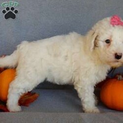 Pixie/Mini Goldendoodle									Puppy/Female	/8 Weeks,Prepare to fall in love !!! My name is Pixie and I’m the sweetest little F1b mini goldendoodle looking for my furever home! One look into my warm, loving eyes and at my silky soft coat and I’ll be sure to have captured your heart already! I’m very happy, playful and very kid friendly and I would love to fill your home with all my puppy love!! I am full of personality, and I give amazing puppy kisses! I stand out way above the rest with my beautiful white coat with red markings ! I will come to you vet checked, microchipped and up to date on all vaccinations and dewormings . I come with a 1-year guarantee with the option of extending it to a 3-year guarantee and our puppies also come with 30 days of pet insurance! My mother is Sophie, our 40#mini goldendoodle with a heart of gold and my father is Zeke, our 10# happy and playful apricot and white poodle and he has been genetically tested!  I will grow to approx 22-26# and I will be hypoallergenic and nonshedding! Why wait when you know I’m the one for you? Call or text Martha to make me the newest addition to your family and get ready to spend a lifetime of tail wagging fun with me! (7% sales tax on in home pickups)