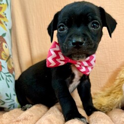 Adopt a dog:Tatum Betty/Pit Bull Terrier/Male/Baby,Meet Tatum! He is currently 4 weeks old, and we think he may be a Pit Bull Terrier mix, but with rescue its always a guess! This puppy is from a part of the US where puppies are regularly euthanized. So, this puppy needs you! If you choose a puppy from this rescue, it saves their life AND it also allows us to save the life of another in its place.

Tiny Tatum is playful, sweet, curious, and cuddly. He loves to play with his siblings and take lots of naps. Eat, sleep, play, repeat - such is puppy life! 

Tatum is still young so the will need a family that can commit to training, socialization and all the dedication puppyhood requires. His new family will need to continue with potty and crate training and daily exercise. We require a commitment from adoptive families to crate train their new puppy. When old enough, they will be perfect to go on walks and hikes or show off around your neighborhood. 

You will be guaranteed to get lots of kisses in return from your new best friend!

Application link: https://adopt.animalsfirst.com/animal/62cc8e128b02916730334440/671af802ea49c545300c3cf4

Please email tim@threelittlepittiesrescue.org with any questions.

Available for adoption in NV, MT, CO,UT, ID, OR, WA, Canada, and now the East Coast! Our PNW dogs are brought to you in style by a beautiful USDA licensed semi-truck, equipped with air conditioning for comfort, two drivers, and 2 onboard attendants providing 24 hour care. Our East Coast route will travel in a private, air conditioned 3LP-run van transport. 

Pick up day is unforgettable! You will get to follow along on their journey through a private FB Event page, where you will see photos, have the opportunity to connect with other adopters, and receive updates and constant communication along the way. One of our Adoption Coordinators can help to find the closest transport pick up location to you!

The adoption fee is $900.00 and includes all vetting as recommended by our doctor: DAPP (2 to 4 depending on age and time in the program), Bordetella, Rabies vaccine (if old enough), multiple broad spectrum deworming treatments, spay/neuter, flea prevention, 2 months of heartworm preventative, extended medical such as dentals, eye surgeries, and orthopedic surgeries prior to adoption when suggested by our partner vets, a microchip with free lifetime registration, a high quality nylon Martingale collar for dogs over 4 months old, a health certificate deeming the pup healthy for travel, cost of transport*, and many priceless years of love and loyal companionship!

*WE ARE TOLD THAT WE GO ABOVE AND BEYOND MEDICALLY. This is the feedback we tend to get, although we cannot guarantee perfect health. 
*To fully vet a dog in the PNW or the NE at many vets it would be upwards of $1,800 just to fix, vaccinate, chip, etc. The adoption fees charged by our rescue do not cover our expenses medically for each animal, but we offset costs with donations. Your adoption fee is considered a donation towards actual costs.

Why adopt from Three Little Pitties?

The stray and animal overpopulation in the Greater Houston area is the highest in the nation. Statistics show that there are over 1 million homeless animals in this region alone. Three Little Pitties Rescue is a nonprofit dog and cat rescue that partners with the community to make a difference. Our mission is to reduce the homeless pet population through community outreach, free spay and neuter services, and saving all breeds of dogs and cats from the streets or animal shelters that oftentimes have no other option but to euthanize animals for space. This dog youve found online is lucky to be in our program, and even luckier to have you notice it!

Three Little Pitties wants to set you and your new pet up for success! We know our dogs and we work hard to prepare them socially for adoption. We are a network of dedicated people who are heavily invested in seeing our animals thrive. From the moment they are accepted into our program, our Intake, Behavior & Medical teams prepare them for adoption by properly vetting, behaviorally assessing, and providing customized plans depending on the dogs needs. We seek to adopt to families who understand that these are rescue dogs and will require continued training efforts, but will be well on their way to being the best dogs that they can be!

It doesnt stop there! Our adopters also receive these special perks:

 30 day trial of pet insurance with Trupanion (must register within 24 hours of first vet appt.)
 A free private online dog training session with GoodPup plus low pricing for future sessions (approx $25 weekly for an 8 week course of one session per week)
 One free bonus toy in every BarkBox when signing up for their Super Chewer subscription plan
 70% off of your first order of Fetch, a PNW based, organic fresh dog food loaf meal subscription plan
 Coupons for a fun visit to Petco 
 Access to our exclusive FB Adopters page, where you can network for play dates, resources, and connect with other adopters that share their passion for their adopted pup!

We celebrated our 6 year anniversary this year! Through the combined efforts of all of our hardworking staff and volunteers, we have placed over 12,000 very lucky dogs and cats into amazing homes! By adopting from us, you save TWO lives! The pet you adopt, and you create an opportunity for another animal to be saved in that spot. Together, we can be heroes.

Follow our rescue journey through the links below!

https://www.threelittlepittiesrescue.org/ https://www.facebook.com/threelittlepittiesrescue https://www.instagram.com/threelittlepittiesrescue

*Due to the rising cost of fuel and transportation expenses, there will be an additional $74 surcharge for transport.

DISCLAIMER- Breed type is determined based on general appearance and behavioral characteristics, and cannot be guaranteed unless DNA test results or AKC registration were provided at intake.