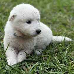 Adopt a dog:Tomy/Great Pyrenees/Male/Baby,Introducing Axel: Your Fluffy Adventure Buddy!

? Age: 6 weeks
? Breed: Great Pyrenees

Meet Axel, the lovable Great Pyrenees puppy who’s all about sleeping, eating, playing, and repeating! This little fluffball adores being around people and is always ready for cuddles and fun.

Axel has grown up in a lively environment, happily coexisting with other dogs, cats, and even chickens! He thrives in a family setting and will flourish in a home with a large yard where weekend adventures are the norm.

If you’re looking for a sweet, playful companion to share your life and adventures with, Axel is the perfect match! Are you ready to give him the loving home he deserves? ???