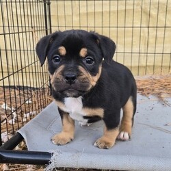 Adopt a dog:me/English Bulldog/Male/Baby,ADOPT ME ONLINE: https://ophrescue.org/dogs/13892

Hi Im Irving (The Vintage Litter)!
I've got the whole packagebrains, heart stopping good looks and dont forget my 'sourmug' face with loads of raw talentand I'm ready to use them. Teach me, praise me and I guarantee I'll make you proud at home, on walks, and meeting new friends. When Im not admiring your every move, Id love to be playing with other dogs. So, what do you say?
Who doesnt like to cuddle up with a friendly but dignified pup like me and watch TV? 
Wanna be besties? Then click that Adopt Me button and fill out my application!

- I need someone who won't leave me home alone for more than 4 hours, at least not until I am older. The older I am, the more I can stay home alone. I just don't want you to get mad at me if I have accidents or chew things I'm not supposed to when you leave me for too long. I'm a puppy, so I get bored quickly and when I'm bored I could get in trouble.
- I am looking for my forever home, not my for right now home. So as I get bigger I need someone to teach me how to be the best dog I can be. I am young and still learning. You may want to teach me some new tricks like sit, stay, etc. Professional training will help me bond with you. That sounds like fun!
- I saved the most important for last. I am hoping my new mom or dad will snuggle with me, play with me and love me forever and ever!
Please note that because this puppy is so young, it has only received 2 of the required 3 puppy distemper vaccines. This is very IMPORTANT because it means that the immune system will not be fully functioning until about 16 weeks of age. Until then, the puppy MUST stay out of public places where it could be exposed to the germs of other dogs. These no puppy zones include all pet stores, dog parks, and for apartment dwellers, areas used by other dogs. These requirements are strictly for the puppys medical safety and longevity.
This puppy is microchipped and up to date on age appropriate vaccines and monthly preventatives.

To adopt fill out the simple online application at https://ophrescue.org 
Operation Paws for Homes, Inc. (OPH) rescues dogs and cats of all breeds and ages from high-kill shelters in NC, VA, MD, and SC, reducing the numbers being euthanized. With limited resources, the shelters are forced to put down 50-90% of the animals that come in the front door. OPH provides pet adoption services to families located in VA, DC, MD, PA and neighboring states. OPH is a 501(c)(3) organization and is 100% donor funded. OPH does not operate a shelter or have a physical location. We rely on foster families who open their homes to give love and attention to each pet before finding a forever home.All adult dogs, cats, and kittens are altered prior to adoption. Puppies too young to be altered at the time of adoption must be brought to our partner vet in Ashland, VA for spay or neuter paid for by Operation Paws for Homes by 6 months of age. Adopters may choose to have the procedure done at their own vet before 6 months of age and be reimbursed the amount that the rescue would pay our partner vet in Ashland.