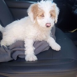 Adopt a dog:Ellen/Poodle/Female/Baby,You can fill out an adoption application online on our official website.Meet Ellen - an extraordinary 9.5-week-old Labradoodle with a heart as boundless as her spirit. Born on August 25, 2024, Ellen is named after the brave and resilient Blind Fair Ellen of Sunnybank, a story that beautifully mirrors her own journey. This tale by Albert Payson Terhune is worth a read, but Ellen's story is one you'll feel with every beat of your heart.
Ellen isn't just a typical Labradoodle - she embodies courage and joy in the face of challenges. Weighing just over 7 pounds at eight weeks old, she's expected to grow to around 30-50 pounds. Despite being born blind and deaf, Ellen's world is not defined by limitations; it's one of discovery and love. Her veterinarians confirm that while she cannot see and can possibly only hear minimally, Ellen is not in pain. Instead, she embraces each day with tail-wagging curiosity.
Can a dog like Ellen be trained? The answer is a resounding yes. With a gentle, patient approach, Ellen can learn through touch, vibration, and subtle cues like the stomp of a foot or the soft blow of air. It may take time, but every shared success will be an unforgettable moment of connection.
Ellen has shown that she can thrive among her canine friends. Living with a group of dogs in her foster home, she's playful and resilient, though she sometimes bumps into others or explores a little too eagerly. A patient, friendly dog who enjoys companionship would be the perfect match for Ellen - one who can accept her quirks and join her in joyful play.
Safety and freedom for Ellen come with fenced yards and watchful eyes. In her foster home, she's already learned to navigate her surroundings, finding her way through the dog door to go outside and rarely making the same mistake twice. Her intelligence and sense of smell guide her brilliantly; she even knows to seek out the comfort of her foster family's laundry when she needs security. If Ellen ever goes missing from sight, a peek into the laundry basket reveals her snoozing contentedly.
Astonishingly, Ellen has mastered much for her young age. Housetraining has seen great strides, as she learns to go outside on her own or signal when she needs help. She is beginning to understand cues like 