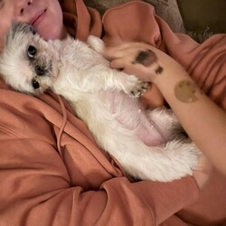 Adopt a dog:May/Shih Tzu/Female/Adult,May is a teensie little 4.5lb bean who loves comfy beds, blankets and your lap. She really does love people and is good with other dogs, cats, and kids. May would do best in a quiet home because of her size.