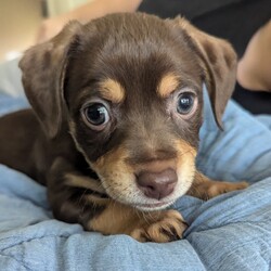 Adopt a dog:Ranger/Dachshund/Male/Baby,Meet Ranger, the sweet and playful Dachshund/Chihuahua mix who’s ready to find his forever home! Ranger is a little ball of energy who loves to play with toys, wrestle with his siblings, and zoom around his pen. Despite his playful nature, he’s also the most quiet of the bunch, making him a calm and easygoing companion. If you’re looking for a fun-loving yet serene addition to your family, Ranger might just be your perfect match!