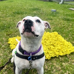 Adopt a dog:Jess/Staffordshire Bull Terrier/Female/6 Years 2 Months,Hello there, I'm Jess! I'm a pretty 6-year-old Staffordshire Bull Terrier lady with a whole lot of love to give. I'm searching for a forever home where I can be the only pet, the queen of the castle, if you will! I've got a moderate energy level, so I promise not to run you ragged, but I do love a good romp in a secure backyard. I'm looking for a calm household where my human is home most of the time. I adore companionship, and I believe the best moments are spent together. My perfect match would be an experienced owner who can help me navigate the world. I'm a quick learner, so I know we can build a brilliant bond. I'm not suitable for homes with other pets, including cats, pocket pets, or birds, and I'd do best in a home with folks aged 12 and up. I promise to be your loyal friend, offering endless tail wags and wet-nosed kisses. I can be a little sensitive with loud noises such as fireworks or storms, so when these events happen it's important that I'm inside somewhere I consider a 