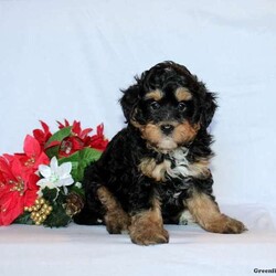 Rafe/Mini Bernedoodle									Puppy/Male	/7 Weeks,This baby boy is ready to find his forever home! He is expected to be around 18-22 lb full grown. He is being family raised with children and is very well socialized. He is up to date on all vaccines and preventive deworming. We encourage you to come meet him in person, however if you are out of the area, we offer facetime calls! If you have any questions or would like to make a deposit to place him on hold, give us a call/text or send us a message. All of our puppies go home with their proper paperwork, a 2 year genetic health guarantee, 30 free trail of Trupanion Pet Insurance, pre-paid registration that is emailed to you once you bring your puppy home, a pre-paid online K9 Master Class and microchipped. Each of our puppies also go home with some food to transition on, NuVet & treats. We do accept Venmo & PayPal. license#4240