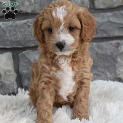 Teddy/Cavapoo									Puppy/Male	/7 Weeks,Hi my name is Teddy. I’m a sweet little Cavapoo boy. I’m very playful and well socialized. I’m great with kids and other pets. My mom is a cavalier and weighs 10 pounds and dad is a mini poodle and weighs 12 pounds. I’m up to date on shots and dewormings. I’m looking for a loving indoor home. Shipping options are available anywhere in the US. All Sunday calls are returned on Mondays. Thanks Jon