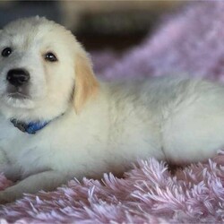 Adopt a dog:Bunco/Golden Retriever/Female/Baby,WE ARE A TX BASED RESCUE. THIS DOG IS CURRENTLY LOCATED IN TX AND WILL BE TRANSPORTED UPON ADOPTION. Please fill out an adoption application found at haydudeequine.org

Bunco - You are the bridge between what was and what will be, my pathway to a new life!

Hello all you fabulous people out there. My name is Bunco and me and my siblings are looking for our own home, a family...one to call our very own. We are the litter that are all about having family fun  together playing...games!! 

I am a very social lil ( for now anyways) gal that enjoys all things puppy. I love exploring this big ole world, playing with my siblings, getting lovins from my people, playing in the water, going for walks, you know...anything puppy!!

I adore my people both tall and small but I do have sharp lil teeth and nails, love playing with the other pups and I haven't met any of those creatures y'all call a cat yet but at my tender age I should do great with them too. 

I'm about 2 months of age, born on 9/3/24 and should be a great medium size when I get myself fully growed up. That's the perfect size for sharing in ALL your adventures and ya know, everything is an adventure to me (hint hint!). 

If you are into having family fun playing games, I am that puppy, your lil lump of clay to be molded into your bestest friend. I am so ready to be that lil heartbeat at your feet so please stop scrolling and fill out my adoption application. It can be found at  haydudeequine.org

This cute 'Game' litter includes - Sudoko, Bunco, Checkers, Roulette, Scrabble, Jenga, Yahtzee and Uno