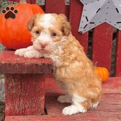 Lucky/Havanese									Puppy/Male	/8 Weeks, Lucky is a perfect little gold and white Akc registered havanese puppy! Up to date with all shots and dewormings and comes with a health guarantee! Was born 9/9/24. Family raised and well socialized! Ask us about our delivery options. Contact us today to reserve your new family member! 