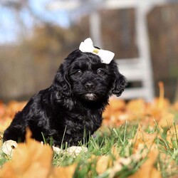 Amelia/Havapoo									Puppy/Female	/7 Weeks,Meet the most charming little puppy named Amelia. A Havapoo puppy that’s sure to steal your heart! This little girl is a mix of Havanese and Poodle known for their small size, this makes Amelia the perfect cuddle buddy who fits right into your arms or a cozy spot on the couch. Havapoos are celebrated for their loving and affectionate nature, always ready to shower you with cuddles and kisses. With her hypoallergenic, curly coat, she’s not only adorable but also a great choice for families with allergies. This little puppy is playful, intelligent, and eager to be your loyal companion, bringing endless joy and warmth into your home!