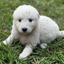 Adopt a dog:Tomy/Great Pyrenees/Male/Baby,Introducing Axel: Your Fluffy Adventure Buddy!

? Age: 6 weeks
? Breed: Great Pyrenees

Meet Axel, the lovable Great Pyrenees puppy who’s all about sleeping, eating, playing, and repeating! This little fluffball adores being around people and is always ready for cuddles and fun.

Axel has grown up in a lively environment, happily coexisting with other dogs, cats, and even chickens! He thrives in a family setting and will flourish in a home with a large yard where weekend adventures are the norm.

If you’re looking for a sweet, playful companion to share your life and adventures with, Axel is the perfect match! Are you ready to give him the loving home he deserves? ???