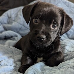 Astro/Dachshund/Male/Baby Adopt a dog:Astro/Dachshund/Male/Baby,Meet Astro, the adorable Dachshund/Chihuahua mix who's ready to find his forever home! Astro is playful, loving, and always up for a good time. He enjoys playing with toys, wrestling with his siblings, and just kicking back to relax. Out of his litter, he's the most chill and easygoing—perfect for anyone looking for a laid-back companion who knows how to enjoy a cozy snuggle. If you’re searching for a sweet and mellow little friend to join your family, Astro might be the perfect match!