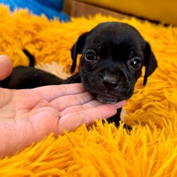 Adopt a dog:Tatum Betty/Pit Bull Terrier/Male/Baby,Meet Tatum! He is currently 4 weeks old, and we think he may be a Pit Bull Terrier mix, but with rescue its always a guess! This puppy is from a part of the US where puppies are regularly euthanized. So, this puppy needs you! If you choose a puppy from this rescue, it saves their life AND it also allows us to save the life of another in its place.

Tiny Tatum is playful, sweet, curious, and cuddly. He loves to play with his siblings and take lots of naps. Eat, sleep, play, repeat - such is puppy life! 

Tatum is still young so the will need a family that can commit to training, socialization and all the dedication puppyhood requires. His new family will need to continue with potty and crate training and daily exercise. We require a commitment from adoptive families to crate train their new puppy. When old enough, they will be perfect to go on walks and hikes or show off around your neighborhood. 

You will be guaranteed to get lots of kisses in return from your new best friend!

Application link: https://adopt.animalsfirst.com/animal/62cc8e128b02916730334440/671af802ea49c545300c3cf4

Please email tim@threelittlepittiesrescue.org with any questions.

Available for adoption in NV, MT, CO,UT, ID, OR, WA, Canada, and now the East Coast! Our PNW dogs are brought to you in style by a beautiful USDA licensed semi-truck, equipped with air conditioning for comfort, two drivers, and 2 onboard attendants providing 24 hour care. Our East Coast route will travel in a private, air conditioned 3LP-run van transport. 

Pick up day is unforgettable! You will get to follow along on their journey through a private FB Event page, where you will see photos, have the opportunity to connect with other adopters, and receive updates and constant communication along the way. One of our Adoption Coordinators can help to find the closest transport pick up location to you!

The adoption fee is $900.00 and includes all vetting as recommended by our doctor: DAPP (2 to 4 depending on age and time in the program), Bordetella, Rabies vaccine (if old enough), multiple broad spectrum deworming treatments, spay/neuter, flea prevention, 2 months of heartworm preventative, extended medical such as dentals, eye surgeries, and orthopedic surgeries prior to adoption when suggested by our partner vets, a microchip with free lifetime registration, a high quality nylon Martingale collar for dogs over 4 months old, a health certificate deeming the pup healthy for travel, cost of transport*, and many priceless years of love and loyal companionship!

*WE ARE TOLD THAT WE GO ABOVE AND BEYOND MEDICALLY. This is the feedback we tend to get, although we cannot guarantee perfect health. 
*To fully vet a dog in the PNW or the NE at many vets it would be upwards of $1,800 just to fix, vaccinate, chip, etc. The adoption fees charged by our rescue do not cover our expenses medically for each animal, but we offset costs with donations. Your adoption fee is considered a donation towards actual costs.

Why adopt from Three Little Pitties?

The stray and animal overpopulation in the Greater Houston area is the highest in the nation. Statistics show that there are over 1 million homeless animals in this region alone. Three Little Pitties Rescue is a nonprofit dog and cat rescue that partners with the community to make a difference. Our mission is to reduce the homeless pet population through community outreach, free spay and neuter services, and saving all breeds of dogs and cats from the streets or animal shelters that oftentimes have no other option but to euthanize animals for space. This dog youve found online is lucky to be in our program, and even luckier to have you notice it!

Three Little Pitties wants to set you and your new pet up for success! We know our dogs and we work hard to prepare them socially for adoption. We are a network of dedicated people who are heavily invested in seeing our animals thrive. From the moment they are accepted into our program, our Intake, Behavior & Medical teams prepare them for adoption by properly vetting, behaviorally assessing, and providing customized plans depending on the dogs needs. We seek to adopt to families who understand that these are rescue dogs and will require continued training efforts, but will be well on their way to being the best dogs that they can be!

It doesnt stop there! Our adopters also receive these special perks:

 30 day trial of pet insurance with Trupanion (must register within 24 hours of first vet appt.)
 A free private online dog training session with GoodPup plus low pricing for future sessions (approx $25 weekly for an 8 week course of one session per week)
 One free bonus toy in every BarkBox when signing up for their Super Chewer subscription plan
 70% off of your first order of Fetch, a PNW based, organic fresh dog food loaf meal subscription plan
 Coupons for a fun visit to Petco 
 Access to our exclusive FB Adopters page, where you can network for play dates, resources, and connect with other adopters that share their passion for their adopted pup!

We celebrated our 6 year anniversary this year! Through the combined efforts of all of our hardworking staff and volunteers, we have placed over 12,000 very lucky dogs and cats into amazing homes! By adopting from us, you save TWO lives! The pet you adopt, and you create an opportunity for another animal to be saved in that spot. Together, we can be heroes.

Follow our rescue journey through the links below!

https://www.threelittlepittiesrescue.org/ https://www.facebook.com/threelittlepittiesrescue https://www.instagram.com/threelittlepittiesrescue

*Due to the rising cost of fuel and transportation expenses, there will be an additional $74 surcharge for transport.

DISCLAIMER- Breed type is determined based on general appearance and behavioral characteristics, and cannot be guaranteed unless DNA test results or AKC registration were provided at intake.