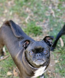 Daffodil/Pug / Jack Russell Terrier (Smooth)/Female/2 Years 4 Months,Hello there! My name is Daffodil, a charming little lady with a heart as bright as my namesake flower. I'm a Pug/Jack Russell terrier mix, about 2 years young, full of energy but with a mild manner that makes me perfect for a calm and peaceful home. I'm looking for a human who works average hours and can spend quality time with me. I'm quite sociable with some other dogs, so if you have room in your heart for one more, that would be great! I will need to meet any potential doggy friends prior to going home with you to ensure our energy levels match. I also have no known issues with children or other animals, so I can fit right into any loving home without a hitch. My new yard needs to have fencing which I can't see through as I get a bit jealous when seeing others out and about and I want to join in! The staff here can help you with some ideas to help me regarding the fencing don't worry! A little about me – I'm a curious girl and I love learning about life. Daily activities that stimulate my mind are my idea of fun! So, if you're up for some fun training sessions, we could be a match made in heaven. I need a home with someone who understands that I'm a dog who needs to explore and learn new things. But don't worry, I've been told I'm a quick learner and I love snacks! My vets have plans to do further surgeries and this is already booked in at RSPCA Veterinary Hospital in Yagoona. I would love the chance to settle into my new home first and allow for a smoother recovery. It is recommended that you are located in the Sydney/Illawarra/Central Coast as you will need to travel to Yagoona for further vet appointments. Remember, I'm Daffodil, and I'm ready to bloom in my new forever home with you!