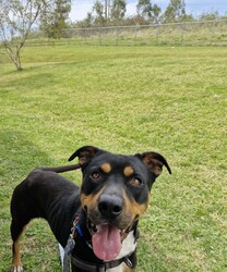 Adopt a dog:Roxy/Rottweiler / American Staffordshire Terrier/Female/4 Years 7 Months,Hello there, my name is Roxy! I'm a sweet, gentle lady looking for my new home! I came to the shelter a little thin and unsure but have quickly gained the love and affection of the staff, along with lots of their yummy treats that have helped me fill out into my beautiful self! I'd suit a quieter home where I can be included as part of the family, coming both inside and outdoors, as well as joining you for daily walks, or simply snuggling up on a nice soft bed by your feet in the evening. Any children in the home should be calm and confident around dogs, as well as understand when I may need some space. I know sometimes you have to go out, if you leave me with some fun toys, yum treats, fresh water bowl and a sheltered, snuggly bed, I should be safe and happy until you get home. I would benefit from daily enrichment and interactive feeders to help keep my mind and body active. I have met a few dogs at the shelter but can be a little unsure with some of them, I may get along with a calmer natured doggo, so if you have another dog at home, please bring them in to meet me to make sure we will be friends. Dog parks or off-leash areas are not ideal for me as there may be rude dogs who would rush up to me, and what I really need is a little bit of space to figure them out and build my confidence, before becoming friends If I sound like the lovely lady for you, please come in to meet me. -Level 2 ART Adoption -Quieter home -Must meet any dogs (No dog parks) -Dog confident children -Ongoing Positive Reinforcement Training