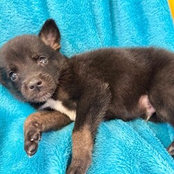 Adopt a dog:me/German Shepherd Dog/Male/Baby,This cutie is Nico. He is currently 2 pounds, 6 weeks old, and we think they may be a German Shepherd mix, but with rescue its a guess! What matters most is that they are adorable and are one the MOST desperate in the entire US based on statistics for where this puppy is from. Shelters in this area are having to euthanize puppies. So, this puppy needs you! If you choose a puppy from this rescue, it saves his life as well as the life of another in its place. 

Nico is playful, sweet, curious, and cuddly. He loves to play with his siblings and take lots of naps. Eat, sleep, play, repeat- such is puppy life! 

Nico is still young so they will need a family that can commit to training, socialization and all the dedication puppyhood requires. His new family will need to continue with potty and crate training and daily exercise. We require a commitment from adoptive families to crate train their new puppy. When old enough, they will be perfect to go on walks and hikes or show off around your neighborhood. 

You will be guaranteed to get lots of kisses in return from your new best friend!

Application link: https://adopt.animalsfirst.com/animal/62cc8e128b02916730334440/66f4c5e1f0223d341e03048e

Please email tim@threelittlepittiesrescue.org with any questions.

Available for adoption in NV, MT, CO,UT, ID, OR, WA, Canada, and now the East Coast! Our PNW dogs are brought to you in style by a beautiful USDA licensed semi-truck, equipped with air conditioning for comfort, two drivers, and 2 onboard attendants providing 24 hour care. Our East Coast route will travel in a private, air conditioned 3LP-run van transport. 
Pick up day is unforgettable! You will get to follow along on their journey through a private FB Event page, where you will see photos, have the opportunity to connect with other adopters, and receive updates and constant communication along the way. One of our Adoption Coordinators can help to find the closest transport pick up location to you!

The adoption fee is $900.00 and includes all vetting as recommended by our doctor: DAPP (2 to 4 depending on age and time in the program), Bordetella, Rabies vaccine (if old enough), multiple broad spectrum deworming treatments, spay/neuter, flea prevention, 2 months of heartworm preventative, extended medical such as dentals, eye surgeries, and orthopedic surgeries prior to adoption when suggested by our partner vets, a microchip with free lifetime registration, a high quality nylon Martingale collar for dogs over 4 months old, a health certificate deeming the pup healthy for travel, cost of transport*, and many priceless years of love and loyal companionship!

*WE ARE TOLD THAT WE GO ABOVE AND BEYOND MEDICALLY. This is the feedback we tend to get, although we cannot guarantee perfect health. 
*To fully vet a dog in the PNW or the NE at many vets it would be upwards of $1,800 just to fix, vaccinate, chip, etc. The adoption fees charged by our rescue do not cover our expenses medically for each animal, but we offset costs with donations. Your adoption fee is considered a donation towards actual costs.

Why adopt from Three Little Pitties?

The stray and animal overpopulation in the Greater Houston area is the highest in the nation. Statistics show that there are over 1 million homeless animals in this region alone. Three Little Pitties Rescue is a nonprofit dog and cat rescue that partners with the community to make a difference. Our mission is to reduce the homeless pet population through community outreach, free spay and neuter services, and saving all breeds of dogs and cats from the streets or animal shelters that oftentimes have no other option but to euthanize animals for space. This dog youve found online is lucky to be in our program, and even luckier to have you notice it!

Three Little Pitties wants to set you and your new pet up for success! We know our dogs and we work hard to prepare them socially for adoption. We are a network of dedicated people who are heavily invested in seeing our animals thrive. From the moment they are accepted into our program, our Intake, Behavior & Medical teams prepare them for adoption by properly vetting, behaviorally assessing, and providing customized plans depending on the dogs needs. We seek to adopt to families who understand that these are rescue dogs and will require continued training efforts, but will be well on their way to being the best dogs that they can be!

It doesnt stop there! Our adopters also receive these special perks:

 30 day trial of pet insurance with Trupanion (must register within 24 hours of first vet appt.)
 A free private online dog training session with GoodPup plus low pricing for future sessions (approx $25 weekly for an 8 week course of one session per week)
 One free bonus toy in every BarkBox when signing up for their Super Chewer subscription plan
 70% off of your first order of Fetch, a PNW based, organic fresh dog food loaf meal subscription plan
 Coupons for a fun visit to Petco 
 Access to our exclusive FB Adopters page, where you can network for play dates, resources, and connect with other adopters that share their passion for their adopted pup!

We celebrated our 6 year anniversary this year! Through the combined efforts of all of our hardworking staff and volunteers, we have placed over 12,000 very lucky dogs and cats into amazing homes! By adopting from us, you save TWO lives! The pet you adopt, and you create an opportunity for another animal to be saved in that spot. Together, we can be heroes.

Follow our rescue journey through the links below!

https://www.threelittlepittiesrescue.org/ https://www.facebook.com/threelittlepittiesrescue https://www.instagram.com/threelittlepittiesrescue

*Due to the rising cost of fuel and transportation expenses, there will be an additional $74 surcharge for transport.

DISCLAIMER- Breed type is determined based on general appearance and behavioral characteristics, and cannot be guaranteed unless DNA test results or AKC registration were provided at intake.