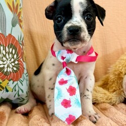 Adopt a dog:Charlie Betty/Pit Bull Terrier/Male/Baby,Meet Charlie! He is currently 4 weeks old, and we think he may be a Pit Bull Terrier mix but with rescue its always a guess! This puppy is from a part of the US where puppies are regularly euthanized. So, this puppy needs you! If you choose a puppy from this rescue, it saves their life AND it also allows us to save the life of another in its place.

Charlie is playful, sweet, curious, and cuddly. He loves to play with his siblings and take lots of naps. Eat, sleep, play, repeat - such is puppy life! 

Charlie is still young so he will need a family that can commit to training, socialization and all the dedication puppyhood requires. His new family will need to continue with potty and crate training and daily exercise. We require a commitment from adoptive families to crate train their new puppy. When old enough, they will be perfect to go on walks and hikes or show off around your neighborhood. 

You will be guaranteed to get lots of kisses in return from your new best friend!

Application link: https://adopt.animalsfirst.com/animal/62cc8e128b02916730334440/671af7caea49c545300c3cec

Please email tim@threelittlepittiesrescue.org with any questions.

Available for adoption in NV, MT, CO,UT, ID, OR, WA, Canada, and now the East Coast! Our PNW dogs are brought to you in style by a beautiful USDA licensed semi-truck, equipped with air conditioning for comfort, two drivers, and 2 onboard attendants providing 24 hour care. Our East Coast route will travel in a private, air conditioned 3LP-run van transport. 

Pick up day is unforgettable! You will get to follow along on their journey through a private FB Event page, where you will see photos, have the opportunity to connect with other adopters, and receive updates and constant communication along the way. One of our Adoption Coordinators can help to find the closest transport pick up location to you!

The adoption fee is $900.00 and includes all vetting as recommended by our doctor: DAPP (2 to 4 depending on age and time in the program), Bordetella, Rabies vaccine (if old enough), multiple broad spectrum deworming treatments, spay/neuter, flea prevention, 2 months of heartworm preventative, extended medical such as dentals, eye surgeries, and orthopedic surgeries prior to adoption when suggested by our partner vets, a microchip with free lifetime registration, a high quality nylon Martingale collar for dogs over 4 months old, a health certificate deeming the pup healthy for travel, cost of transport*, and many priceless years of love and loyal companionship!

*WE ARE TOLD THAT WE GO ABOVE AND BEYOND MEDICALLY. This is the feedback we tend to get, although we cannot guarantee perfect health. 
*To fully vet a dog in the PNW or the NE at many vets it would be upwards of $1,800 just to fix, vaccinate, chip, etc. The adoption fees charged by our rescue do not cover our expenses medically for each animal, but we offset costs with donations. Your adoption fee is considered a donation towards actual costs.

Why adopt from Three Little Pitties?

The stray and animal overpopulation in the Greater Houston area is the highest in the nation. Statistics show that there are over 1 million homeless animals in this region alone. Three Little Pitties Rescue is a nonprofit dog and cat rescue that partners with the community to make a difference. Our mission is to reduce the homeless pet population through community outreach, free spay and neuter services, and saving all breeds of dogs and cats from the streets or animal shelters that oftentimes have no other option but to euthanize animals for space. This dog youve found online is lucky to be in our program, and even luckier to have you notice it!

Three Little Pitties wants to set you and your new pet up for success! We know our dogs and we work hard to prepare them socially for adoption. We are a network of dedicated people who are heavily invested in seeing our animals thrive. From the moment they are accepted into our program, our Intake, Behavior & Medical teams prepare them for adoption by properly vetting, behaviorally assessing, and providing customized plans depending on the dogs needs. We seek to adopt to families who understand that these are rescue dogs and will require continued training efforts, but will be well on their way to being the best dogs that they can be!

It doesnt stop there! Our adopters also receive these special perks:

 30 day trial of pet insurance with Trupanion (must register within 24 hours of first vet appt.)
 A free private online dog training session with GoodPup plus low pricing for future sessions (approx $25 weekly for an 8 week course of one session per week)
 One free bonus toy in every BarkBox when signing up for their Super Chewer subscription plan
 70% off of your first order of Fetch, a PNW based, organic fresh dog food loaf meal subscription plan
 Coupons for a fun visit to Petco 
 Access to our exclusive FB Adopters page, where you can network for play dates, resources, and connect with other adopters that share their passion for their adopted pup!

We celebrated our 6 year anniversary this year! Through the combined efforts of all of our hardworking staff and volunteers, we have placed over 12,000 very lucky dogs and cats into amazing homes! By adopting from us, you save TWO lives! The pet you adopt, and you create an opportunity for another animal to be saved in that spot. Together, we can be heroes.

Follow our rescue journey through the links below!

https://www.threelittlepittiesrescue.org/ https://www.facebook.com/threelittlepittiesrescue https://www.instagram.com/threelittlepittiesrescue

*Due to the rising cost of fuel and transportation expenses, there will be an additional $74 surcharge for transport.

DISCLAIMER- Breed type is determined based on general appearance and behavioral characteristics, and cannot be guaranteed unless DNA test results or AKC registration were provided at intake.