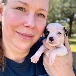 Adopt a dog:Knox Betty/Pit Bull Terrier/Male/Baby,Meet Knox! He is currently 4 weeks old, and we think he may be a Pit Bull Terrier mixed with Frenchie or pug, but with rescue its always a guess! Her mom is only about 35 lbs. The babies are so small so may end up medium sized - too cute! 
So, this puppy needs you! If you choose a puppy from this rescue, it saves their life AND it also allows us to save the life of another in its place.

Knox is playful, sweet, curious, and cuddly. He loves to play with his siblings and take lots of naps. Eat, sleep, play, repeat - such is puppy life! 

Knox is still young so he will need a family that can commit to training, socialization and all the dedication puppyhood requires. His new family will need to continue with potty and crate training and daily exercise. We require a commitment from adoptive families to crate train their new puppy. When old enough, they will be perfect to go on walks and hikes or show off around your neighborhood. 

You will be guaranteed to get lots of kisses in return from your new best friend!

Application link: https://adopt.animalsfirst.com/animal/62cc8e128b02916730334440/671af7ee19e65101d10ddb27

Please email tim@threelittlepittiesrescue.org with any questions.

Available for adoption in NV, MT, CO,UT, ID, OR, WA, Canada, and now the East Coast! Our PNW dogs are brought to you in style by a beautiful USDA licensed semi-truck, equipped with air conditioning for comfort, two drivers, and 2 onboard attendants providing 24 hour care. Our East Coast route will travel in a private, air conditioned 3LP-run van transport. 

Pick up day is unforgettable! You will get to follow along on their journey through a private FB Event page, where you will see photos, have the opportunity to connect with other adopters, and receive updates and constant communication along the way. One of our Adoption Coordinators can help to find the closest transport pick up location to you!

The adoption fee is $900.00 and includes all vetting as recommended by our doctor: DAPP (2 to 4 depending on age and time in the program), Bordetella, Rabies vaccine (if old enough), multiple broad spectrum deworming treatments, spay/neuter, flea prevention, 2 months of heartworm preventative, extended medical such as dentals, eye surgeries, and orthopedic surgeries prior to adoption when suggested by our partner vets, a microchip with free lifetime registration, a high quality nylon Martingale collar for dogs over 4 months old, a health certificate deeming the pup healthy for travel, cost of transport*, and many priceless years of love and loyal companionship!

*WE ARE TOLD THAT WE GO ABOVE AND BEYOND MEDICALLY. This is the feedback we tend to get, although we cannot guarantee perfect health. 
*To fully vet a dog in the PNW or the NE at many vets it would be upwards of $1,800 just to fix, vaccinate, chip, etc. The adoption fees charged by our rescue do not cover our expenses medically for each animal, but we offset costs with donations. Your adoption fee is considered a donation towards actual costs.

Why adopt from Three Little Pitties?

The stray and animal overpopulation in the Greater Houston area is the highest in the nation. Statistics show that there are over 1 million homeless animals in this region alone. Three Little Pitties Rescue is a nonprofit dog and cat rescue that partners with the community to make a difference. Our mission is to reduce the homeless pet population through community outreach, free spay and neuter services, and saving all breeds of dogs and cats from the streets or animal shelters that oftentimes have no other option but to euthanize animals for space. This dog youve found online is lucky to be in our program, and even luckier to have you notice it!

Three Little Pitties wants to set you and your new pet up for success! We know our dogs and we work hard to prepare them socially for adoption. We are a network of dedicated people who are heavily invested in seeing our animals thrive. From the moment they are accepted into our program, our Intake, Behavior & Medical teams prepare them for adoption by properly vetting, behaviorally assessing, and providing customized plans depending on the dogs needs. We seek to adopt to families who understand that these are rescue dogs and will require continued training efforts, but will be well on their way to being the best dogs that they can be!

It doesnt stop there! Our adopters also receive these special perks:

 30 day trial of pet insurance with Trupanion (must register within 24 hours of first vet appt.)
 A free private online dog training session with GoodPup plus low pricing for future sessions (approx $25 weekly for an 8 week course of one session per week)
 One free bonus toy in every BarkBox when signing up for their Super Chewer subscription plan
 70% off of your first order of Fetch, a PNW based, organic fresh dog food loaf meal subscription plan
 Coupons for a fun visit to Petco 
 Access to our exclusive FB Adopters page, where you can network for play dates, resources, and connect with other adopters that share their passion for their adopted pup!

We celebrated our 6 year anniversary this year! Through the combined efforts of all of our hardworking staff and volunteers, we have placed over 12,000 very lucky dogs and cats into amazing homes! By adopting from us, you save TWO lives! The pet you adopt, and you create an opportunity for another animal to be saved in that spot. Together, we can be heroes.

Follow our rescue journey through the links below!

https://www.threelittlepittiesrescue.org/ https://www.facebook.com/threelittlepittiesrescue https://www.instagram.com/threelittlepittiesrescue

*Due to the rising cost of fuel and transportation expenses, there will be an additional $74 surcharge for transport.

DISCLAIMER- Breed type is determined based on general appearance and behavioral characteristics, and cannot be guaranteed unless DNA test results or AKC registration were provided at intake.