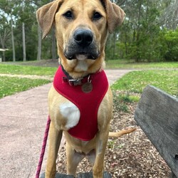Haven/Staffordshire Bull Terrier / German Shepherd Dog/Female/1 Year 2 Months,Hey there, I’m Haven! I’m a sweet and spirited girl with a heart full of love and a whole lot of energy. I’m playful and always ready for some fun, but I can be a little nervous in new situations, so I’m looking for a patient and understanding home. I love making new dog friends, but I’m still learning the ropes when it comes to socializing, so I would be best suited to a house with no other animals at this stage. I know some basic cues like sit, stay, and come, and I’m eager to learn more with your help! Car rides? Oh, yes, please! Feeling the breeze and checking out new sights makes me so happy. And when it’s time to chill, there’s nothing better than some cozy couch time and a yummy long-lasting chew to keep me entertained. If you’re looking for a loyal companion who’s ready to grow and share some love, I’d be thrilled to join your family! Let’s make some great memories together! 