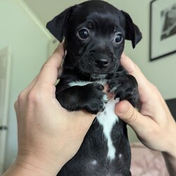 Adopt a dog:Marli/Dachshund/Female/Baby,Meet Marli, the lively and lovable Dachshund/Chihuahua mix who's ready to find her forever home! Marli is full of energy and loves to keep busy—whether it’s playing with toys, wrestling with her siblings, or running around on her own. As the most energetic pup in her litter, she’s always up for an adventure and is sure to keep you on your toes! If you're looking for a playful, spirited companion who will bring tons of joy and excitement to your home, Marli is the perfect match!