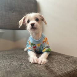 Adopt a dog:Watson/Terrier/Male/Baby,Apply at link below!
https://www.shelterluv.com/matchme/adopt/BPRG/Dog