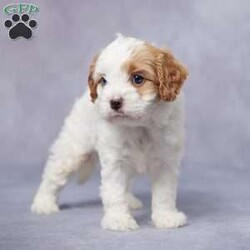 Ike/Cavapoo									Puppy/Male	/5 Weeks,Meet Ike, the lovable F1 Cavapoo who’s looking for his forever family! Raised in a warm, loving environment, Ike is well-socialized and ready to be your best friend. He’s been fully vet-checked, up-to-date on his vaccines and dewormer, and is microchipped for added peace of mind. Ike also comes with a health guarantee, so you can feel confident in his happy, healthy future. His parents are both AKC registered and have passed genetic health tests, ensuring that Ike has a great start in life. Plus, we offer delivery options to make bringing him home easy and convenient, no matter where you are. Ike is ready to shower you with love and joy—don’t miss the chance to welcome this sweet boy into your home!