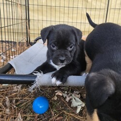 Adopt a dog:me/English Bulldog/Male/Baby,ADOPT ME ONLINE: https://ophrescue.org/dogs/13894

Hi Im Barnabas (The Vintage Litter)!
I've got the whole packagebrains, heart stopping good looks and dont forget my 'sourmug' face with loads of raw talentand I'm ready to use them. Teach me, praise me and I guarantee I'll make you proud at home, on walks, and meeting new friends. When Im not admiring your every move, Id love to be playing with other dogs. So, what do you say?
Who doesnt like to cuddle up with a friendly but dignified pup like me and watch TV? 
Wanna be besties? Then click that Adopt Me button and fill out my application!

- I need someone who won't leave me home alone for more than 4 hours, at least not until I am older. The older I am, the more I can stay home alone. I just don't want you to get mad at me if I have accidents or chew things I'm not supposed to when you leave me for too long. I'm a puppy, so I get bored quickly and when I'm bored I could get in trouble.
- I am looking for my forever home, not my for right now home. So as I get bigger I need someone to teach me how to be the best dog I can be. I am young and still learning. You may want to teach me some new tricks like sit, stay, etc. Professional training will help me bond with you. That sounds like fun!
- I saved the most important for last. I am hoping my new mom or dad will snuggle with me, play with me and love me forever and ever!
Please note that because this puppy is so young, it has only received 2 of the required 3 puppy distemper vaccines. This is very IMPORTANT because it means that the immune system will not be fully functioning until about 16 weeks of age. Until then, the puppy MUST stay out of public places where it could be exposed to the germs of other dogs. These no puppy zones include all pet stores, dog parks, and for apartment dwellers, areas used by other dogs. These requirements are strictly for the puppys medical safety and longevity.
This puppy is microchipped and up to date on age appropriate vaccines and monthly preventatives.

To adopt fill out the simple online application at https://ophrescue.org 
Operation Paws for Homes, Inc. (OPH) rescues dogs and cats of all breeds and ages from high-kill shelters in NC, VA, MD, and SC, reducing the numbers being euthanized. With limited resources, the shelters are forced to put down 50-90% of the animals that come in the front door. OPH provides pet adoption services to families located in VA, DC, MD, PA and neighboring states. OPH is a 501(c)(3) organization and is 100% donor funded. OPH does not operate a shelter or have a physical location. We rely on foster families who open their homes to give love and attention to each pet before finding a forever home.All adult dogs, cats, and kittens are altered prior to adoption. Puppies too young to be altered at the time of adoption must be brought to our partner vet in Ashland, VA for spay or neuter paid for by Operation Paws for Homes by 6 months of age. Adopters may choose to have the procedure done at their own vet before 6 months of age and be reimbursed the amount that the rescue would pay our partner vet in Ashland.
