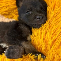 Adopt a dog:me/German Shepherd Dog/Male/Baby,This cutie is Nico. He is currently 2 pounds, 6 weeks old, and we think they may be a German Shepherd mix, but with rescue its a guess! What matters most is that they are adorable and are one the MOST desperate in the entire US based on statistics for where this puppy is from. Shelters in this area are having to euthanize puppies. So, this puppy needs you! If you choose a puppy from this rescue, it saves his life as well as the life of another in its place. 

Nico is playful, sweet, curious, and cuddly. He loves to play with his siblings and take lots of naps. Eat, sleep, play, repeat- such is puppy life! 

Nico is still young so they will need a family that can commit to training, socialization and all the dedication puppyhood requires. His new family will need to continue with potty and crate training and daily exercise. We require a commitment from adoptive families to crate train their new puppy. When old enough, they will be perfect to go on walks and hikes or show off around your neighborhood. 

You will be guaranteed to get lots of kisses in return from your new best friend!

Application link: https://adopt.animalsfirst.com/animal/62cc8e128b02916730334440/66f4c5e1f0223d341e03048e

Please email tim@threelittlepittiesrescue.org with any questions.

Available for adoption in NV, MT, CO,UT, ID, OR, WA, Canada, and now the East Coast! Our PNW dogs are brought to you in style by a beautiful USDA licensed semi-truck, equipped with air conditioning for comfort, two drivers, and 2 onboard attendants providing 24 hour care. Our East Coast route will travel in a private, air conditioned 3LP-run van transport. 
Pick up day is unforgettable! You will get to follow along on their journey through a private FB Event page, where you will see photos, have the opportunity to connect with other adopters, and receive updates and constant communication along the way. One of our Adoption Coordinators can help to find the closest transport pick up location to you!

The adoption fee is $900.00 and includes all vetting as recommended by our doctor: DAPP (2 to 4 depending on age and time in the program), Bordetella, Rabies vaccine (if old enough), multiple broad spectrum deworming treatments, spay/neuter, flea prevention, 2 months of heartworm preventative, extended medical such as dentals, eye surgeries, and orthopedic surgeries prior to adoption when suggested by our partner vets, a microchip with free lifetime registration, a high quality nylon Martingale collar for dogs over 4 months old, a health certificate deeming the pup healthy for travel, cost of transport*, and many priceless years of love and loyal companionship!

*WE ARE TOLD THAT WE GO ABOVE AND BEYOND MEDICALLY. This is the feedback we tend to get, although we cannot guarantee perfect health. 
*To fully vet a dog in the PNW or the NE at many vets it would be upwards of $1,800 just to fix, vaccinate, chip, etc. The adoption fees charged by our rescue do not cover our expenses medically for each animal, but we offset costs with donations. Your adoption fee is considered a donation towards actual costs.

Why adopt from Three Little Pitties?

The stray and animal overpopulation in the Greater Houston area is the highest in the nation. Statistics show that there are over 1 million homeless animals in this region alone. Three Little Pitties Rescue is a nonprofit dog and cat rescue that partners with the community to make a difference. Our mission is to reduce the homeless pet population through community outreach, free spay and neuter services, and saving all breeds of dogs and cats from the streets or animal shelters that oftentimes have no other option but to euthanize animals for space. This dog youve found online is lucky to be in our program, and even luckier to have you notice it!

Three Little Pitties wants to set you and your new pet up for success! We know our dogs and we work hard to prepare them socially for adoption. We are a network of dedicated people who are heavily invested in seeing our animals thrive. From the moment they are accepted into our program, our Intake, Behavior & Medical teams prepare them for adoption by properly vetting, behaviorally assessing, and providing customized plans depending on the dogs needs. We seek to adopt to families who understand that these are rescue dogs and will require continued training efforts, but will be well on their way to being the best dogs that they can be!

It doesnt stop there! Our adopters also receive these special perks:

 30 day trial of pet insurance with Trupanion (must register within 24 hours of first vet appt.)
 A free private online dog training session with GoodPup plus low pricing for future sessions (approx $25 weekly for an 8 week course of one session per week)
 One free bonus toy in every BarkBox when signing up for their Super Chewer subscription plan
 70% off of your first order of Fetch, a PNW based, organic fresh dog food loaf meal subscription plan
 Coupons for a fun visit to Petco 
 Access to our exclusive FB Adopters page, where you can network for play dates, resources, and connect with other adopters that share their passion for their adopted pup!

We celebrated our 6 year anniversary this year! Through the combined efforts of all of our hardworking staff and volunteers, we have placed over 12,000 very lucky dogs and cats into amazing homes! By adopting from us, you save TWO lives! The pet you adopt, and you create an opportunity for another animal to be saved in that spot. Together, we can be heroes.

Follow our rescue journey through the links below!

https://www.threelittlepittiesrescue.org/ https://www.facebook.com/threelittlepittiesrescue https://www.instagram.com/threelittlepittiesrescue

*Due to the rising cost of fuel and transportation expenses, there will be an additional $74 surcharge for transport.

DISCLAIMER- Breed type is determined based on general appearance and behavioral characteristics, and cannot be guaranteed unless DNA test results or AKC registration were provided at intake.