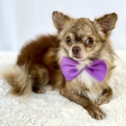 Charly/Chihuahua/Male/Adult Adopt a dog:Charly/Chihuahua/Male/Adult,Charly is a 2 year old 5lb male long coat chihuahua. He is a sweet boy that is a little shy in the beginning but warms up quickly for treats. He is crate trained. He will need some work with house training.
