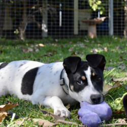 Adopt a dog:Grommet/Australian Kelpie/Male/4 Months,Hi there! My name is Grommet, and I'm the cutest little ball of joy you'll ever meet! I might be small now, but my heart is HUGE, and I've got enough love to share with a family just like yours. As a curious pup, I love exploring my surroundings-sniffing out new scents and making friends with anyone who stops to say hello. I might wiggle my tail so hard I look like I'm about to take off! I have plenty of puppy energy, so daily playtime is a must. Whether it's chasing after a squeaky toy or pouncing on a playful friend, I'm always ready for an adventure. I'm also eager to learn! A little puppy school would be perfect for me to pick up some manners and tricks. I promise I'm a quick learner and can't wait to impress you with my new skills. Plus, it'll help me meet new people and other pups-socialization is key for a growing girl like me! One thing to keep in mind is that I'll need a safe space to roam and play. A secure fence in your yard would be ideal, so I can frolic freely without worrying about any sneak escapes. Safety first, right? I love the great outdoors, but I want to make sure I stay close to my family. I'm not very fond of smaller fast moving people, so I'm best suited to a home with any children over the age of 12. So, if you're looking for a playful companion who's ready to fill your days with laughter, love, and a little bit of puppy mischief, I'm your boy! Let's start our forever adventure together. Can't wait to meet you! My adoption fee is: $620 which includes = desex, vaccination, microchip with flea and tick prevention started