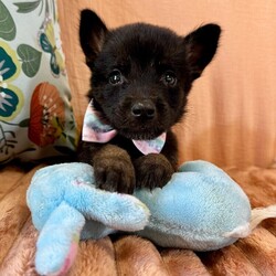 Adopt a dog:me/German Shepherd Dog/Male/Baby,This cutie is Nico. He is currently 2 pounds, 6 weeks old, and we think they may be a German Shepherd mix, but with rescue its a guess! What matters most is that they are adorable and are one the MOST desperate in the entire US based on statistics for where this puppy is from. Shelters in this area are having to euthanize puppies. So, this puppy needs you! If you choose a puppy from this rescue, it saves his life as well as the life of another in its place. 

Nico is playful, sweet, curious, and cuddly. He loves to play with his siblings and take lots of naps. Eat, sleep, play, repeat- such is puppy life! 

Nico is still young so they will need a family that can commit to training, socialization and all the dedication puppyhood requires. His new family will need to continue with potty and crate training and daily exercise. We require a commitment from adoptive families to crate train their new puppy. When old enough, they will be perfect to go on walks and hikes or show off around your neighborhood. 

You will be guaranteed to get lots of kisses in return from your new best friend!

Application link: https://adopt.animalsfirst.com/animal/62cc8e128b02916730334440/66f4c5e1f0223d341e03048e

Please email tim@threelittlepittiesrescue.org with any questions.

Available for adoption in NV, MT, CO,UT, ID, OR, WA, Canada, and now the East Coast! Our PNW dogs are brought to you in style by a beautiful USDA licensed semi-truck, equipped with air conditioning for comfort, two drivers, and 2 onboard attendants providing 24 hour care. Our East Coast route will travel in a private, air conditioned 3LP-run van transport. 
Pick up day is unforgettable! You will get to follow along on their journey through a private FB Event page, where you will see photos, have the opportunity to connect with other adopters, and receive updates and constant communication along the way. One of our Adoption Coordinators can help to find the closest transport pick up location to you!

The adoption fee is $900.00 and includes all vetting as recommended by our doctor: DAPP (2 to 4 depending on age and time in the program), Bordetella, Rabies vaccine (if old enough), multiple broad spectrum deworming treatments, spay/neuter, flea prevention, 2 months of heartworm preventative, extended medical such as dentals, eye surgeries, and orthopedic surgeries prior to adoption when suggested by our partner vets, a microchip with free lifetime registration, a high quality nylon Martingale collar for dogs over 4 months old, a health certificate deeming the pup healthy for travel, cost of transport*, and many priceless years of love and loyal companionship!

*WE ARE TOLD THAT WE GO ABOVE AND BEYOND MEDICALLY. This is the feedback we tend to get, although we cannot guarantee perfect health. 
*To fully vet a dog in the PNW or the NE at many vets it would be upwards of $1,800 just to fix, vaccinate, chip, etc. The adoption fees charged by our rescue do not cover our expenses medically for each animal, but we offset costs with donations. Your adoption fee is considered a donation towards actual costs.

Why adopt from Three Little Pitties?

The stray and animal overpopulation in the Greater Houston area is the highest in the nation. Statistics show that there are over 1 million homeless animals in this region alone. Three Little Pitties Rescue is a nonprofit dog and cat rescue that partners with the community to make a difference. Our mission is to reduce the homeless pet population through community outreach, free spay and neuter services, and saving all breeds of dogs and cats from the streets or animal shelters that oftentimes have no other option but to euthanize animals for space. This dog youve found online is lucky to be in our program, and even luckier to have you notice it!

Three Little Pitties wants to set you and your new pet up for success! We know our dogs and we work hard to prepare them socially for adoption. We are a network of dedicated people who are heavily invested in seeing our animals thrive. From the moment they are accepted into our program, our Intake, Behavior & Medical teams prepare them for adoption by properly vetting, behaviorally assessing, and providing customized plans depending on the dogs needs. We seek to adopt to families who understand that these are rescue dogs and will require continued training efforts, but will be well on their way to being the best dogs that they can be!

It doesnt stop there! Our adopters also receive these special perks:

 30 day trial of pet insurance with Trupanion (must register within 24 hours of first vet appt.)
 A free private online dog training session with GoodPup plus low pricing for future sessions (approx $25 weekly for an 8 week course of one session per week)
 One free bonus toy in every BarkBox when signing up for their Super Chewer subscription plan
 70% off of your first order of Fetch, a PNW based, organic fresh dog food loaf meal subscription plan
 Coupons for a fun visit to Petco 
 Access to our exclusive FB Adopters page, where you can network for play dates, resources, and connect with other adopters that share their passion for their adopted pup!

We celebrated our 6 year anniversary this year! Through the combined efforts of all of our hardworking staff and volunteers, we have placed over 12,000 very lucky dogs and cats into amazing homes! By adopting from us, you save TWO lives! The pet you adopt, and you create an opportunity for another animal to be saved in that spot. Together, we can be heroes.

Follow our rescue journey through the links below!

https://www.threelittlepittiesrescue.org/ https://www.facebook.com/threelittlepittiesrescue https://www.instagram.com/threelittlepittiesrescue

*Due to the rising cost of fuel and transportation expenses, there will be an additional $74 surcharge for transport.

DISCLAIMER- Breed type is determined based on general appearance and behavioral characteristics, and cannot be guaranteed unless DNA test results or AKC registration were provided at intake.
