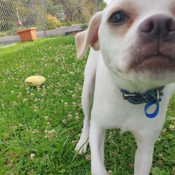 Minnie/Pug / Jack Russell Terrier (Smooth)/Female/1 Year,Hello there, my name is Minnie, and I'm a charming 1 year old female Pug mix with lots of love to share. I've got a zest for life that is just waiting to be explored with you. I'm in my puppy era, so I'm eager to learn about life and everything it has to offer. I'm pretty social but I don't really understand other dogs, so I will need ongoing training to help with my interactions with others. My play mate needs to be calm and neutral with other dogs. I don't have any history with other animals, so I might be curious, but I promise to be on my best behavior. I'm looking for a home where I can get plenty of time to play, explore, and learn. If you work average hours, that's perfect for me! I can entertain myself, but I also love company. I'm best suited for a home with adults or families with children over 12 years old as I am bouncy and am yet to understand that jumping and nipping (mainly to get what I want, when I want it!!) isn't overly fun for humans. My vets have plans to do further surgeries and this will be completed at RSPCA Veterinary Hospital in Yagoona. I would love the chance to settle into my new home first and allow for a smoother recovery. It is recommended that you are located in the Sydney/Illawarra/Central Coast as you will need to travel to Yagoona for further vet appointments. I'm a bundle of joy and energy, and I can't wait to meet you and become a part of your life! Best with Children Aged: 