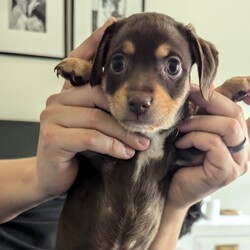 Adopt a dog:Ranger/Dachshund/Male/Baby,Meet Ranger, the sweet and playful Dachshund/Chihuahua mix who’s ready to find his forever home! Ranger is a little ball of energy who loves to play with toys, wrestle with his siblings, and zoom around his pen. Despite his playful nature, he’s also the most quiet of the bunch, making him a calm and easygoing companion. If you’re looking for a fun-loving yet serene addition to your family, Ranger might just be your perfect match!