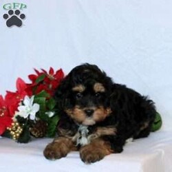 Rafe/Mini Bernedoodle									Puppy/Male	/7 Weeks,This baby boy is ready to find his forever home! He is expected to be around 18-22 lb full grown. He is being family raised with children and is very well socialized. He is up to date on all vaccines and preventive deworming. We encourage you to come meet him in person, however if you are out of the area, we offer facetime calls! If you have any questions or would like to make a deposit to place him on hold, give us a call/text or send us a message. All of our puppies go home with their proper paperwork, a 2 year genetic health guarantee, 30 free trail of Trupanion Pet Insurance, pre-paid registration that is emailed to you once you bring your puppy home, a pre-paid online K9 Master Class and microchipped. Each of our puppies also go home with some food to transition on, NuVet & treats. We do accept Venmo & PayPal. license#4240