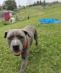 Adopt a dog:Teddy/Staffordshire Bull Terrier/Male/6 Years 2 Months,Hello there, my name is Teddy! I'm a sleepy, old gentleman looking for my new home! I'd suit a quiet home where I can be included as part of the family, coming both inside and outdoors, as well as joining you for regular short strolls, or simply snuggling up on a nice soft bed by your feet in the evening. Any children in the home will need to be calm and confident around dogs. I know sometimes you have to go out, if you leave me with some fun toys, yum treats, fresh water bowl and a sheltered, snuggly bed, I should be safe and happy until you get home. I would benefit from daily enrichment and interactive feeders to help keep my mind and body active. I’d be best as the only dog in the home, as I am not fond of other dogs and would like all the love, pats and attention for myself. Dog parks and off-leash areas are not ideal for me as I do not like rude dogs rushing up to my face and would prefer walks around the neighbourhood or on-lead areas where we can relax and enjoy our time together.  If I sound like the gentleman for you, please come in to meet me. -Level 2 ART Adoption -Quiet home -Dog confident children -Best as only dog -No dog parks -No Small animals/Cats/Pocket pets -Time alone handout -Ongoing positive reinforcement training