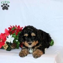 Rafe/Mini Bernedoodle									Puppy/Male	/7 Weeks,This baby boy is ready to find his forever home! He is expected to be around 18-22 lb full grown. He is being family raised with children and is very well socialized. He is up to date on all vaccines and preventive deworming. We encourage you to come meet him in person, however if you are out of the area, we offer facetime calls! If you have any questions or would like to make a deposit to place him on hold, give us a call/text or send us a message. All of our puppies go home with their proper paperwork, a 2 year genetic health guarantee, 30 free trail of Trupanion Pet Insurance, pre-paid registration that is emailed to you once you bring your puppy home, a pre-paid online K9 Master Class and microchipped. Each of our puppies also go home with some food to transition on, NuVet & treats. We do accept Venmo & PayPal. license#4240