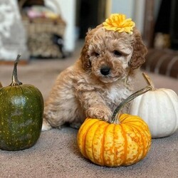 Adopt a dog:Olive & Honey F1b Cockapoo Girls/F1b Cockapoo/Female/8 weeks,Hello we are sisters Olive( RESERVED)  and Honey we are going to be ready to leave for our new homes soon !

 We have a stunning litter of F1b Cockapoos from fully health tested lines so our puppies WILL NOT suffer from the health problems both parent breeds can suffer from .


Announcement - We have had a litter of F1b Cockapoos born mum and puppies are doing well we have boys and girls available please read my full advert before contacting me thank you.

You can also check out my Facebook page Tamila Miniatures Cockapoos Bengals and Miniature Horses scroll down my page to view pics and vidoes of my previous puppies and where they are born and brought up and enjoy my pics and videos of my miniature horses :-) You can also follow their progress on my page :-)

Remember when viewing a puppy you MUST see at least the mother
NEVER buy a puppy if your unable to see the mother ,.

Dad
to the puppies is our homebred fully health tested Kc Reg Red Miniature Poodle
he is health tested for the following:

Progressive Retinal Atrophy - CLEAR

Progressive Retinal Atrophy - PRA-PRCD - CLEAR

Neonatal Encephalopathy - CLEAR

Von Willebrand Disease Type 1 - CLEAR

Degenerative Myelopathy - CLEAR

MUM
is our
F1 Cockapoo

My puppies are a little more expensive than other puppies but please read all my advert to understand why thankyou .

Puppies will be around 12-16 inches at the shoulder making them a meduim sized dog and perfect family pet they should
also be non moulting as they are F1b ,,These
will be outstanding puppies and will be in a 4 feed routine and part house trained when they leave us so we will not home them to full time workers as their routine needs to be ongoing ...please read on

 They will leave me at 8 weeks with :

1st vaccine and full vet health check (Document provided)

Microchipped (As law by now and document provided.)

They will be on 4 feeds when they leave and will come with a 2kg bag of Beta Puppy Complete the food they will be weaned onto

A diet sheet

Puppy Toilet Training Planner

Our Pet Contract

They will have been wormed with Panacur at 2,4,6 and at 8 weeks with Milbemax and this will cover them up to 10 weeks so when your puppy goes for 2nd vaccine at 10 weeks you can discuss his/her future worming plan ....this is extremely important to your puppy and your family .

A scent blanket with smells of Mum and littermates as this will be the only familiar thing your puppy leaves with and will help him settle on his journey and into his/her new home ...imagine leaving everything you know and going off with strange people to a new strange new home ,the blanket will help this be a positive part of your puppy's life as his/her early experiences are extremely important to make him/her a well adjusted dog :-)

A toy and chew, puppies and indeed your grown up puppy will require chews all their lives as an essential part of their dental programme .

My puppies will leave having had their first bath and had their fist experience of the clippers as in their future they will have to be groomed and clipped so again this is to ensure their first experience is a good one .

They also have their first car trip to vets with their litter mates again to make sure this is a positive experience before they leave for their new homes , I also spend
time explaining the best way to transport your puppy and always make sure puppies who have a long journey to their new home leave at the best possible time of day to ensure he/she is due a sleep and its works a treat !

 Cockapoos are very intelligent quick to learn and amazing with kids so make a fantastic family dog ...they want to be a family member so we like our puppies to go to families but will also make a superb companion to retired people as long as they can get their walks !

I can also help with bedding, best puppy set up at their new home and tips on helping your puppy settle in to their new home . If you are lucky enough to reserve one of my puppies I will forward you a list of exactly what your puppy will come and what I suggest you get before your puppy arrives home with you . Im extremely picky
where my puppies go so please dont be upset if I ask you lots of questions as to what home you can offer one of my puppies and I WILL NOT HOME TO FULL TIME WORKERS SO PLEASE DONT ENQUIRE IF YOU WORK AND CANT TAKE YOUR DOG WITH YOU THANK YOU .

I can provide recomendations from families and couples who have given our puppies forever homes

If you have managed to read all the above and think you can offer one of my puppies a special home please email or telephone for a chat and I will answer all your questions more the better !

All deposits are non-refundable unless there is a problem with the puppy on the vet check

Our puppies will ONLY be available to familes /people who dont work 9-5pm NO Texts will be answered
Thankyou for reading