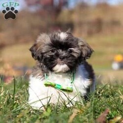 Ace/Shih Tzu									Puppy/Male	/10 Weeks,Introducing Ace! This little boy is an adorable Shihtzu puppy with a heart of absolute gold. He has a stunning, soft coat paired with large brown eyes that will melt your heart the moment you meet him. Shihtzus are known to be affectionate and loyal, they also love playtime and cuddling with their favorite people. They tend to be adaptable to various environments and should have no problem adjusting to their new homes!  