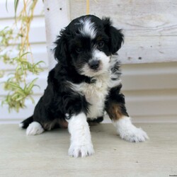 Ty/Mini Aussiedoodle									Puppy/Male	/September 16th, 2024,Here comes Ty a loving Mini Aussiedoodle puppy who is well socialized with children and family raised. This little cutie comes up to date on shots and dewormer and vet checked! The breeder offers a health guarantee on this puppy as well. If you are searching for a delightful little puppy with a gentle heart contact Susie today! 