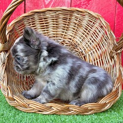 Turbo/French Bulldog									Puppy/Male	/12 Weeks, Turbo is a stunning little blue tan Merle visual fluffy AKC registered frenchy puppy! Carries pink chocolate and is no brindle no pied! Up to date with all shots and dewormings and comes with a health guarantee! Was born 8/19/24. Family raised and well socialized! Contact us today to get your new family member! Ask us about our delivery options! 