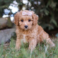 Victoria/Cavapoo									Puppy/Female	/6 Weeks,Meet Victoria! an irresistibly charming Cavapoo puppy ready to capture your heart! With a playful, adventurous spirit and a knack for spreading joy, she is always eager to bring happiness into every moment—whether she’s chasing after her favorite toy or snuggling in for a cozy nap. This little ray of sunshine would make a delightful addition to any loving family. Cavapoos combine the Poodle’s intelligence with the Cavalier’s gentle, friendly nature, making them not only trainable but also exceptionally eager to please!