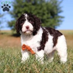 Zeke/Springerdoodle									Puppy/Male	/7 Weeks,Meet Zeke, the adorable F1B Springerdoodle! This charming little guy is the perfect mix of Springer Spaniel and Poodle, with soft, wavy curls that bounce with every step. His twinkling eyes shine with curiosity, and his little tail wags non-stop, spreading joy wherever he goes. Zeke’s sweet puppy eyes and love for cuddles make him an instant heartthrob. He’s full of energy, loves playtime, and is eager to learn new tricks to impress his favorite humans. Every day with him promises new adventures, filled with puppy love and endless tail wags!