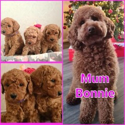 Adopt a dog:Mini Goldendoodle puppys for sale 8 weeks old/mini goldendoodle/Mixed Litter/9 weeks,Our mini Goldendoodle F1b puppies are now ready for thier forever homes, they are 8 weeks old 1 boy and 2 girls and have had thier 1st set of vaccine needles, wormed/fleed fully health checked, and will be microchipped before they go.
Viewings are available anytime.
For more information please contact me