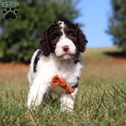 Zeke/Springerdoodle									Puppy/Male	/7 Weeks,Meet Zeke, the adorable F1B Springerdoodle! This charming little guy is the perfect mix of Springer Spaniel and Poodle, with soft, wavy curls that bounce with every step. His twinkling eyes shine with curiosity, and his little tail wags non-stop, spreading joy wherever he goes. Zeke’s sweet puppy eyes and love for cuddles make him an instant heartthrob. He’s full of energy, loves playtime, and is eager to learn new tricks to impress his favorite humans. Every day with him promises new adventures, filled with puppy love and endless tail wags!