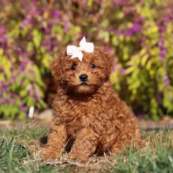 Reagon/Maltipoo									Puppy/Female	/7 Weeks,Meet Reagon, our irresistibly charming Maltipoo girl who’s as delightful as she is adorable! With her soft, fluffy coat and soulful eyes, she’s a tiny bundle of joy ready to steal your heart. Her playful personality and affectionate nature make her utterly endearing—she’s already got us all wrapped around her little paw! This precious pup is microchipped for added peace of mind, has completed her first vet exam, is up-to-date on vaccinations and dewormer, and comes with a six-month Health Guarantee, ensuring she’s healthy and ready to join her forever home.