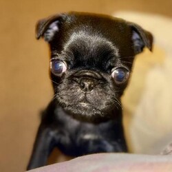 Adopt a dog:8 week old pug puppies 3 girls 3 boys/Pug/Mixed Litter/9 weeks,Reduced price!!! Only 3 boys left!! Ready to go!!! 
6 very happy and healthy black pug puppies for sale all with their own characteristic white chest stripe.
All pups will come away with a full vet health check. Blank chips to register to their new owners and their first set of vaccinations.
Appointment for all on the 04/11/2024 was completed
Mum has been very attentive and pups are lively and attentive. Brought up around young children and a cat they are very friendly and playful.
£50 deposit to secure pup.