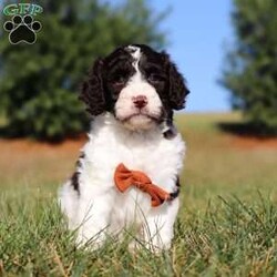 Zeke/Springerdoodle									Puppy/Male	/7 Weeks,Meet Zeke, the adorable F1B Springerdoodle! This charming little guy is the perfect mix of Springer Spaniel and Poodle, with soft, wavy curls that bounce with every step. His twinkling eyes shine with curiosity, and his little tail wags non-stop, spreading joy wherever he goes. Zeke’s sweet puppy eyes and love for cuddles make him an instant heartthrob. He’s full of energy, loves playtime, and is eager to learn new tricks to impress his favorite humans. Every day with him promises new adventures, filled with puppy love and endless tail wags!