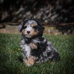 Cooper F1B/Mini Bernedoodle									Puppy/Male	/10 Weeks,Cooper is a healthy, happy mini Bernedoodle F1B looking for a forever home. He is family raised and very socialized also a smart teachable pup.To adopt Cooper call today!